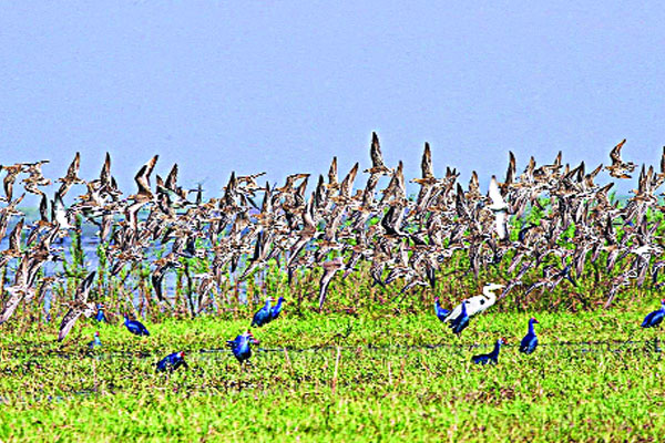 হাকালুকি হাওর পর্যটনের অপার সম্ভাবনা
