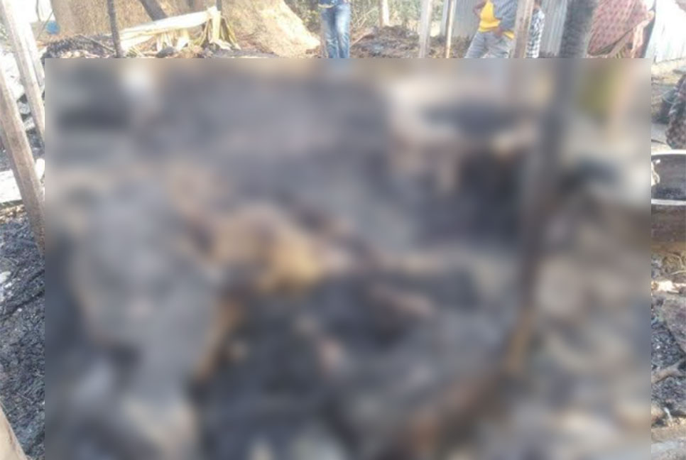 নাটোরে ৪ গরু আগুনে পুড়ে ছাই 