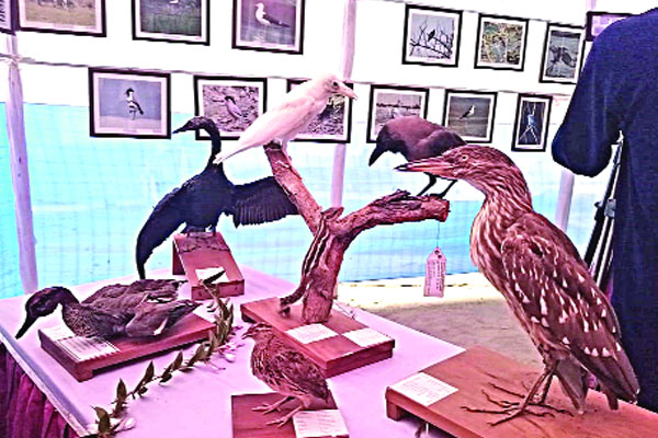 রাবিতে পাখি সংরক্ষণে ব্যতিক্রমী মেলা