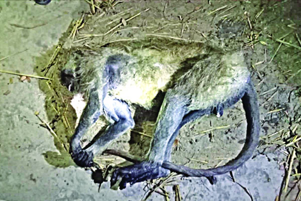 গলাচিপায় মুখপোড়া হনুমান পিটিয়ে হত্যা