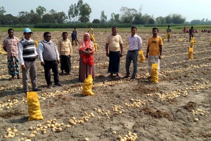 ফসলের মাঠ থেকে আলু রপ্তানি হচ্ছে মালয়েশিয়াসহ বিভিন্ন দেশে