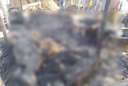 নাটোরে ৪ গরু আগুনে পুড়ে ছাই 
