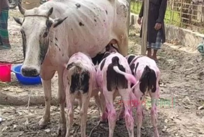 এক‌ গাভীর তিন বাছুরের জন্ম, আনা হলো প্রাণিসম্পদ প্রদর্শনীতে