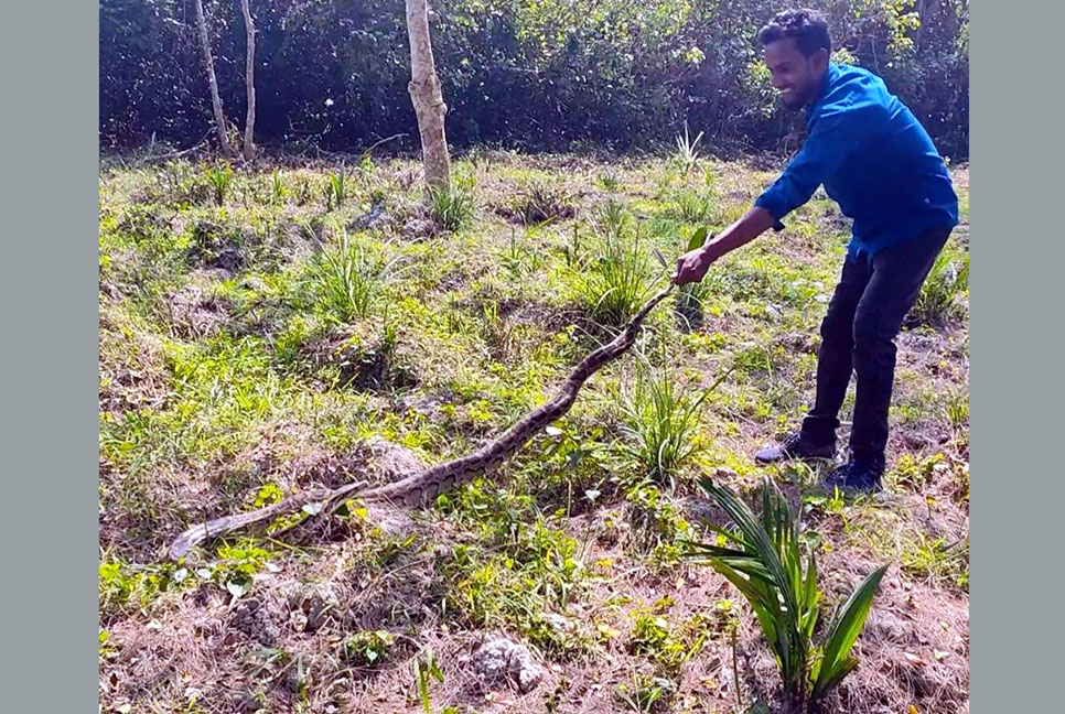 লোকালয় থেকে উদ্ধার অজগর সুন্দরবনে অবমুক্ত 