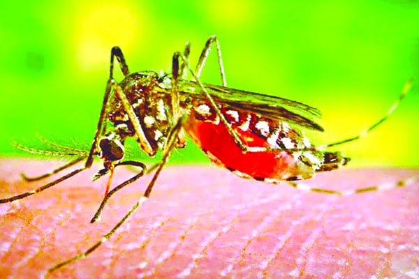 আতঙ্ক ছড়াচ্ছে মশাবাহিত ভাইরাস