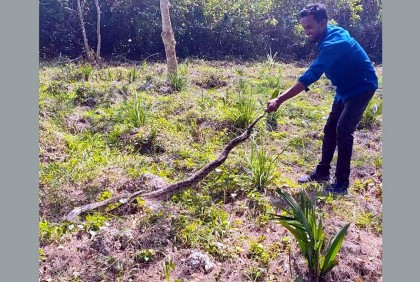 লোকালয় থেকে উদ্ধার অজগর সুন্দরবনে অবমুক্ত 