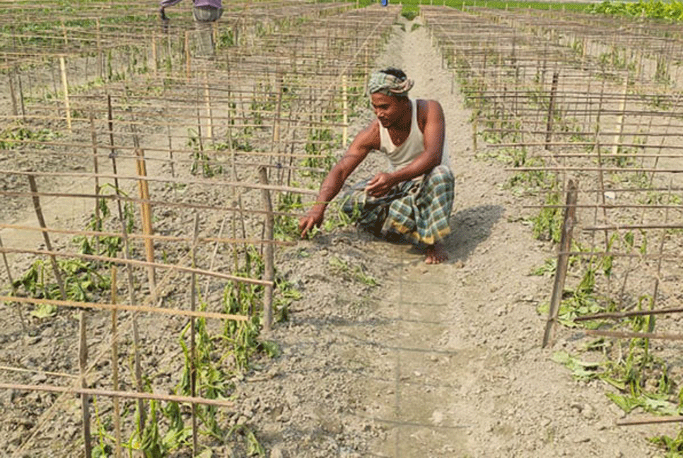 শত্রুতার বলি ৪ হাজার শসা গাছ