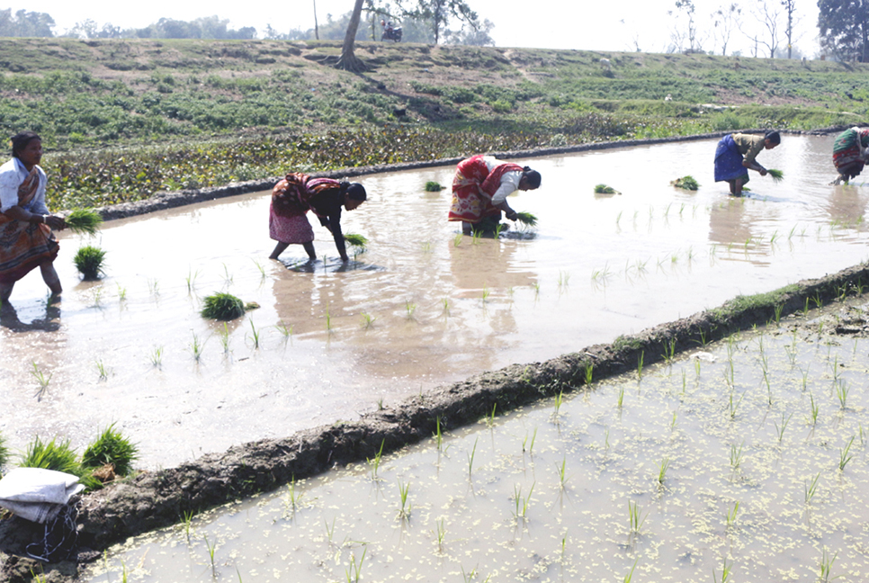 ঠাকুরগাঁওয়ে বোরো চাষে ব্যস্ত কৃষক  