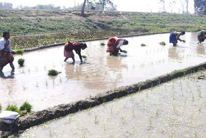 ঠাকুরগাঁওয়ে বোরো চাষে ব্যস্ত কৃষক  