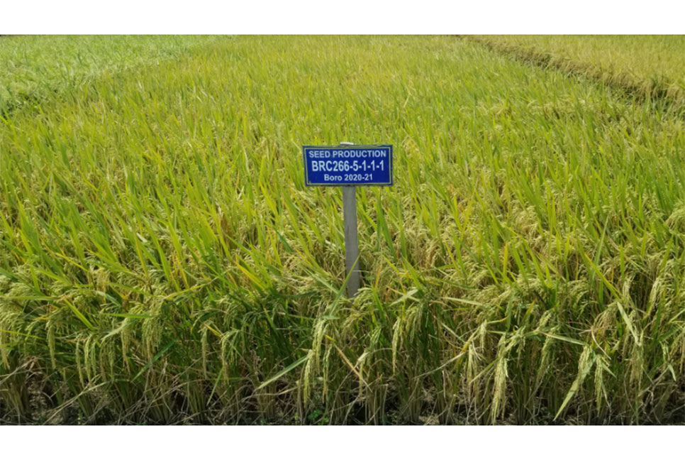 বীজ বোর্ডের অনুমোদন পেল নতুন উফশী ধানের জাত  