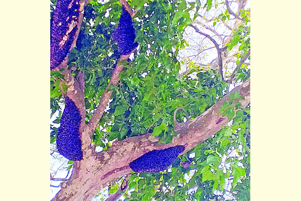 ঘুঘুডাঙ্গায় এক গাছে ২০ মৌচাক