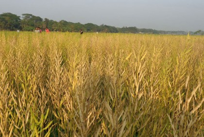 কোটালীপাড়ায় সরিষার বাম্পার ফলন