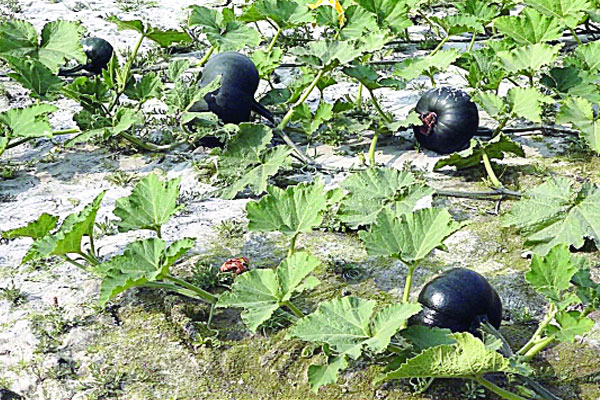 তিস্তার বুকে কালো সোনা