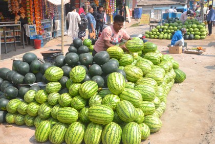 বগুড়ার বাজারে উঠেছে মৌসুমি ফল তরমুজ