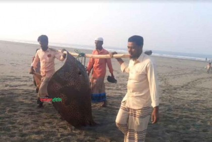 বড়শিতে ধরা পড়ল ১৩০ কেজি ওজনের 'শাপলা পাতা' মাছ