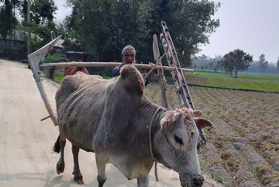 গরু দিয়ে হালচাষ: যে দৃশ্য বিরল এখন!