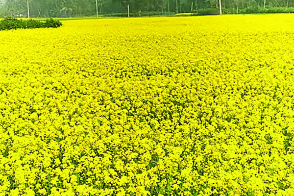 সরিষার বাম্পার ফলন