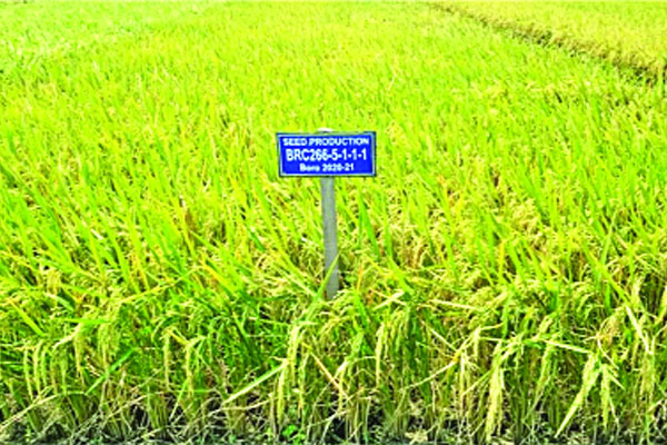 অনুমোদন পেল উচ্চ ফলনশীল ধান