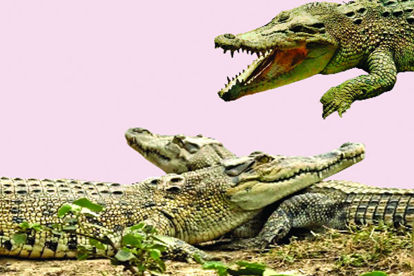 সেই কুমির খামার এখন...