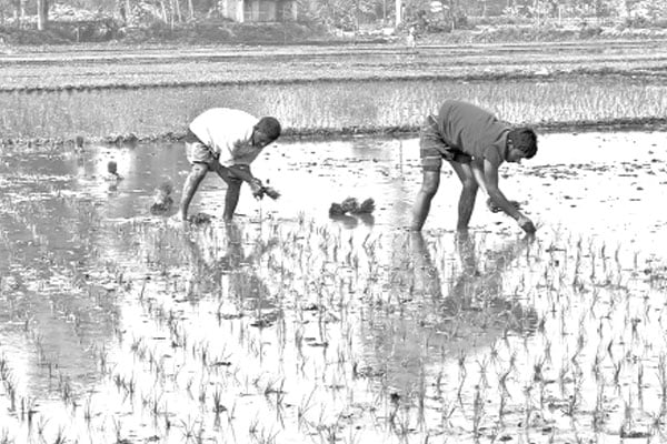 সিরাজগঞ্জে বোরো আবাদের ধুম