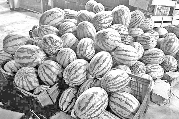বাজারে চড়া দামে আগাম তরমুজ