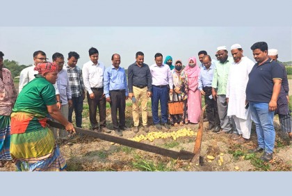 রপ্তানিযোগ্য আলুর নতুন জাতে খুশি কৃষক

