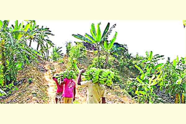 খাগড়াছড়ির পাহাড়ে কলা চাষ