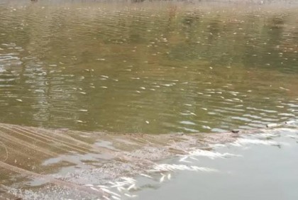 মাছের সাথে শত্রুতা!