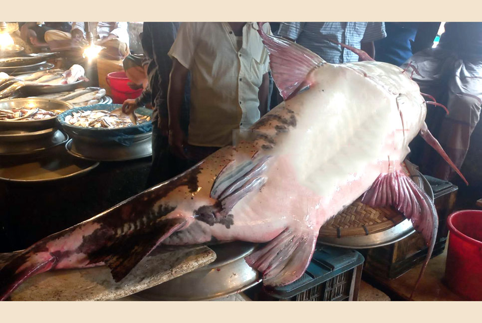 সিলেটে ধরা পড়ল ১৬০ কেজির বাঘাইড়

