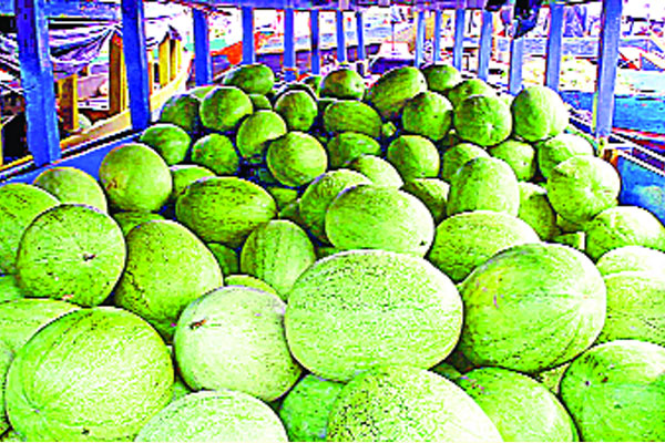 পাহাড়ে তরমুজের বাম্পার