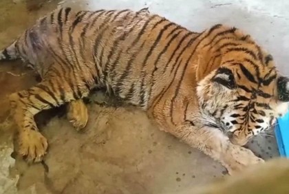 দেড় মাস ধরে অসুস্থ বাঘ, চিকিৎসা চলছে 