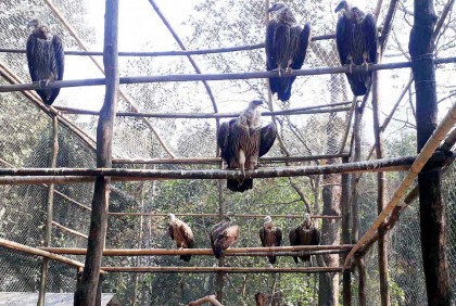 খোলা আকাশে অবমুক্ত বিলুপ্ত প্রায় ১০ শকুন 