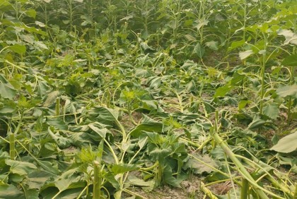 বাগেরহাটে সূর্যমুখী গাছের সঙ্গে শত্রুতা!