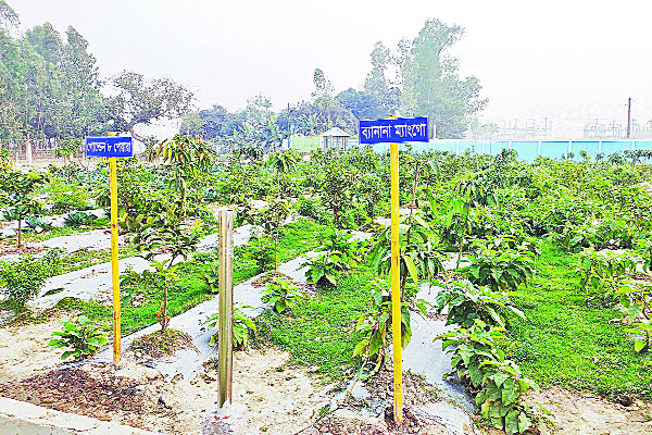 বিদেশি ফলের বাগান দেশের মাটিতে