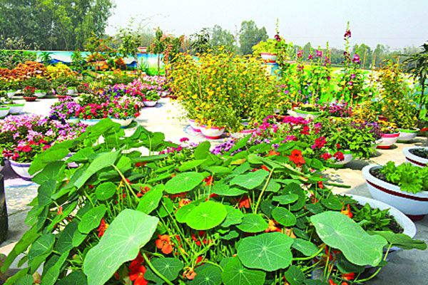 দৃষ্টিনন্দন স্কুলের ছাদবাগান