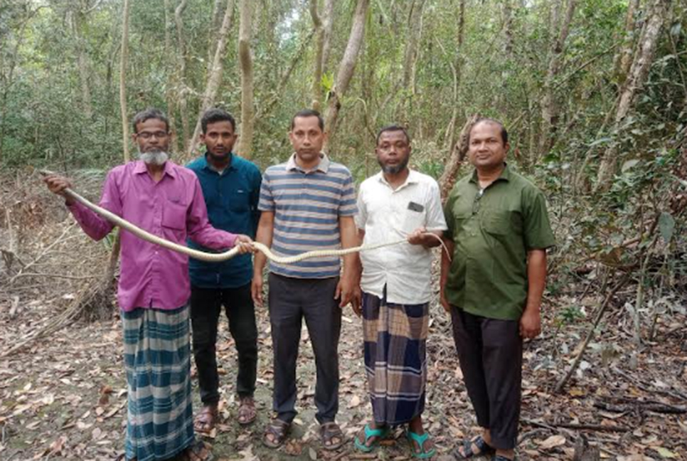 লোকালয় থেকে উদ্ধার করা সাপ সুন্দরবনে অবমুক্ত