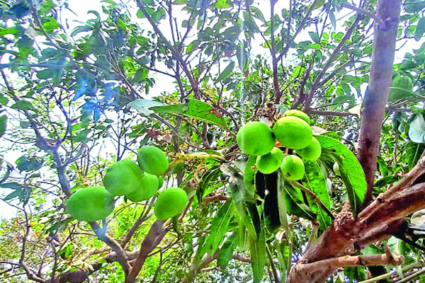 থোকায় থোকায় ঝুলছে আম