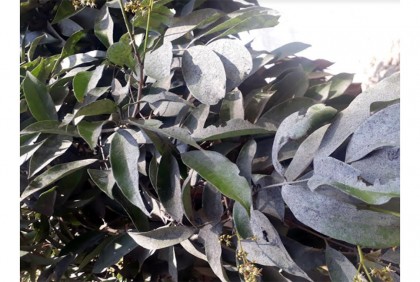 দিনাজপুরে দূষণের শিকার হচ্ছে লিচু