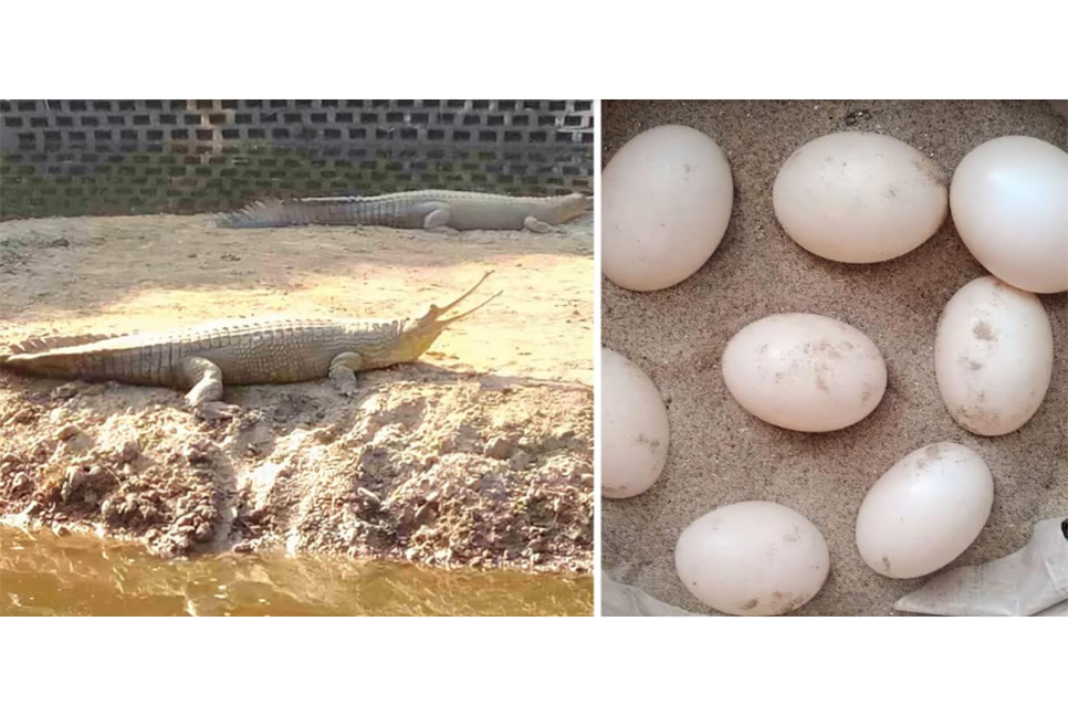 ডিম দিয়েছে ঘড়িয়াল