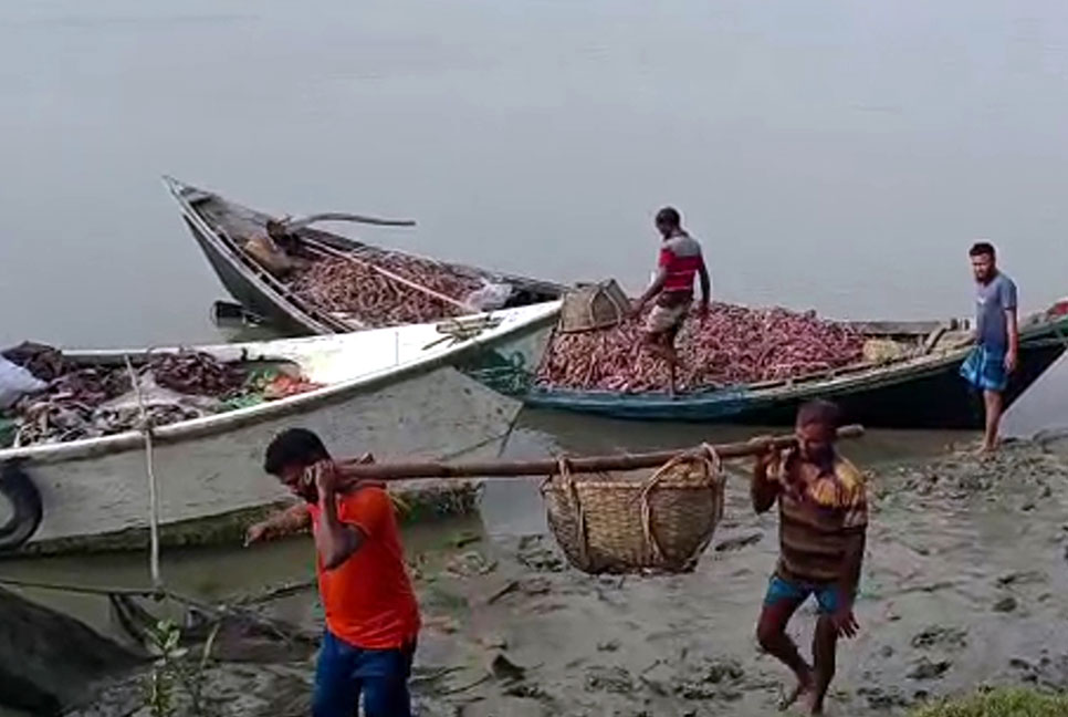 ১৫০ মণ হাঙ্গর, ২০ পিস শাপলাপাতা ও ১টি নাংলা মাছ জব্দ