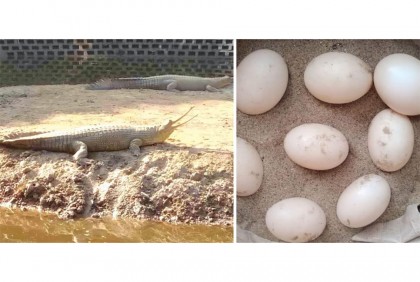 ডিম দিয়েছে ঘড়িয়াল