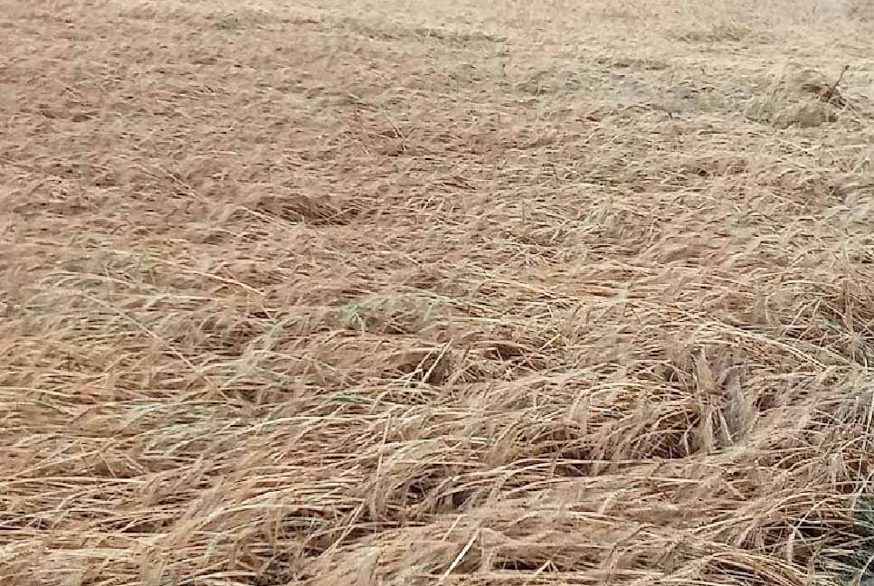 কুড়িগ্রামে ঝড় ও বৃষ্টিতে ফসলের ব্যাপক ক্ষতি