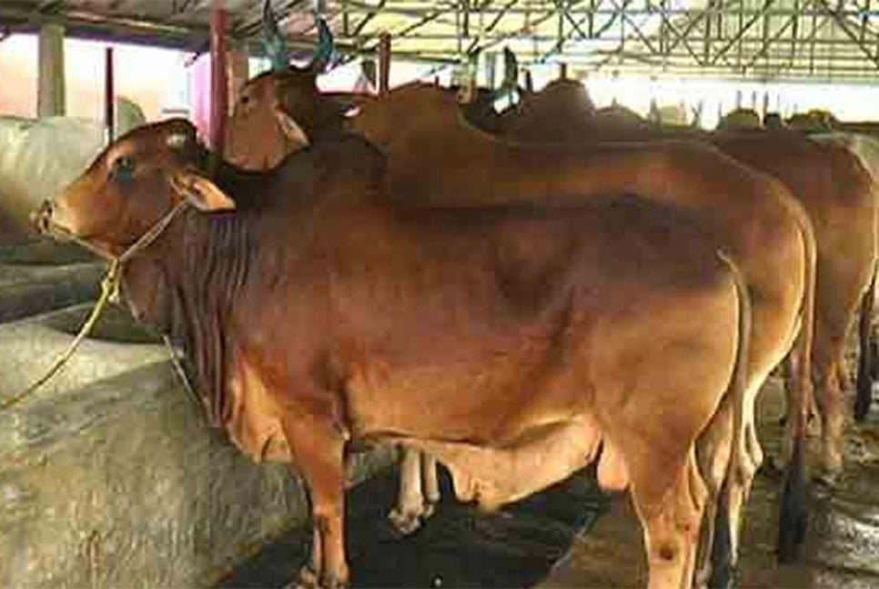 গরু মোটাতাজাকরণে মিলবে ঋণ