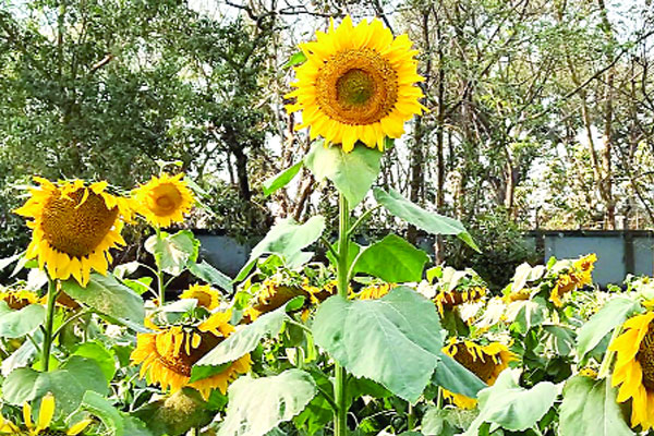 সূর্যমুখীতে মুগ্ধতা