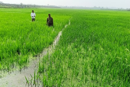 ঢলের পানিতে তলিয়ে গেছে ২০০ বিঘা জমির বোরো ধান