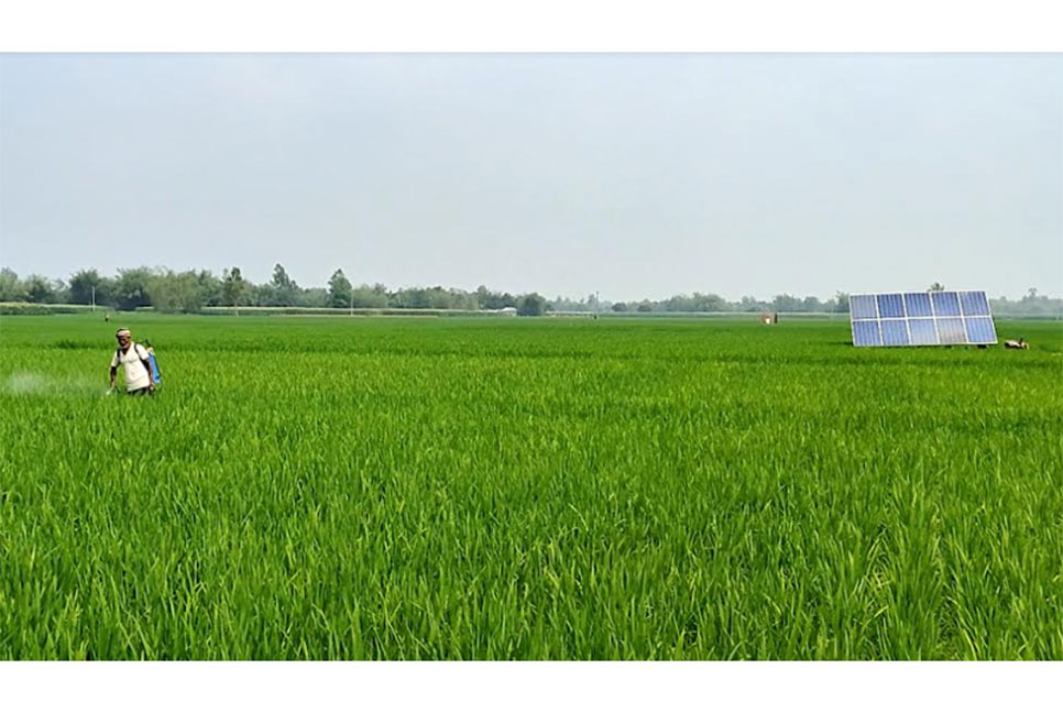 
ঠাকুরগাঁওয়ে সোলার পাম্পে কৃষকের মুখে হাসি