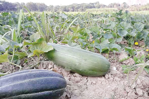 বাঙ্গি চাষে স্বাবলম্বী শতাধিক পরিবার