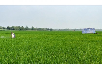 
ঠাকুরগাঁওয়ে সোলার পাম্পে কৃষকের মুখে হাসি
