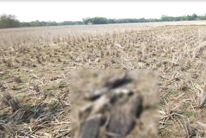 বিষপ্রয়োগে ১৩টি বিপন্ন শকুনের মৃত্যু
