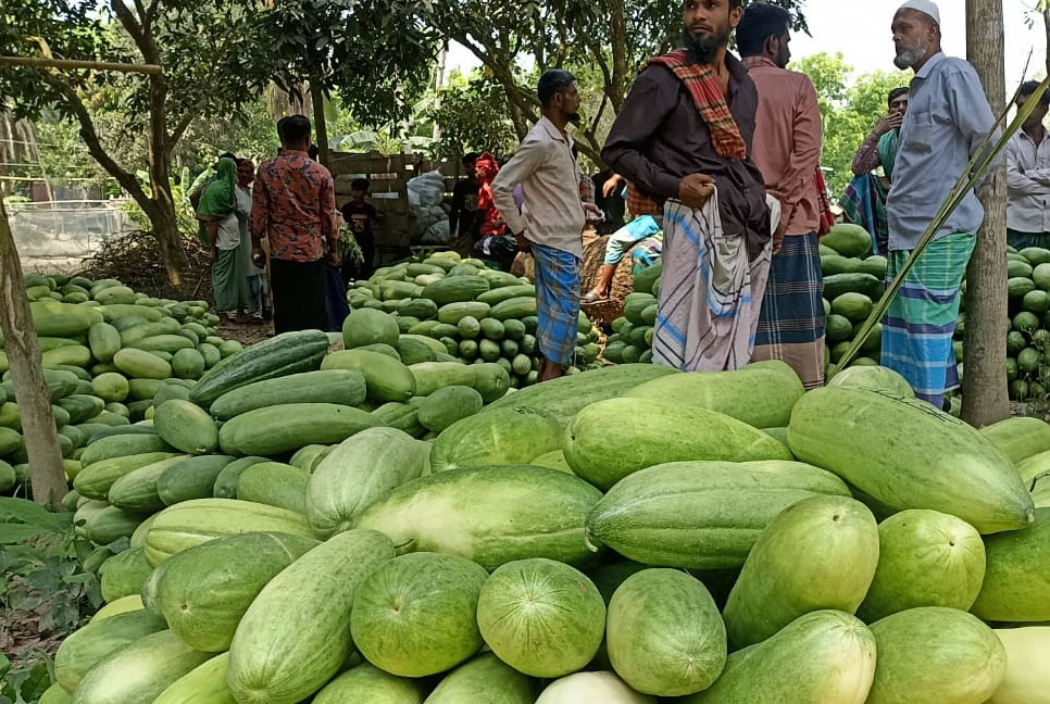 সদরপুরে প্রতিকূল আবহাওয়ার কারণে বাঙ্গি-লালমির ফলন কম